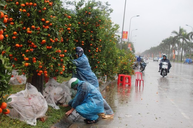 Mưa lớn 28 Tết, quất đào ngã đổ, tiểu thương Hà Tĩnh khóc ròng - Ảnh 7.