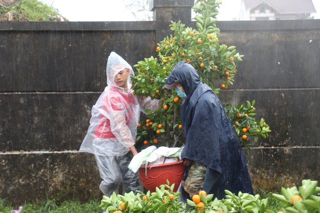 Mưa lớn 28 Tết, quất đào ngã đổ, tiểu thương Hà Tĩnh khóc ròng - Ảnh 8.