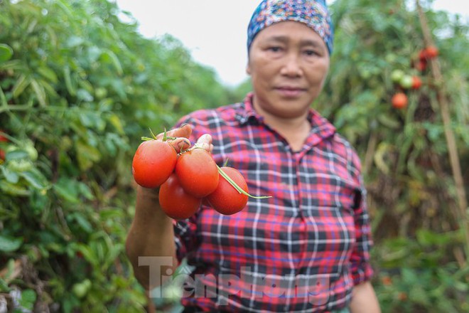 200 tấn rau củ quả ế, người dân Hà Nội đổ ngoài đồng - Ảnh 1.