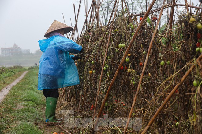 200 tấn rau củ quả ế, người dân Hà Nội đổ ngoài đồng - Ảnh 6.