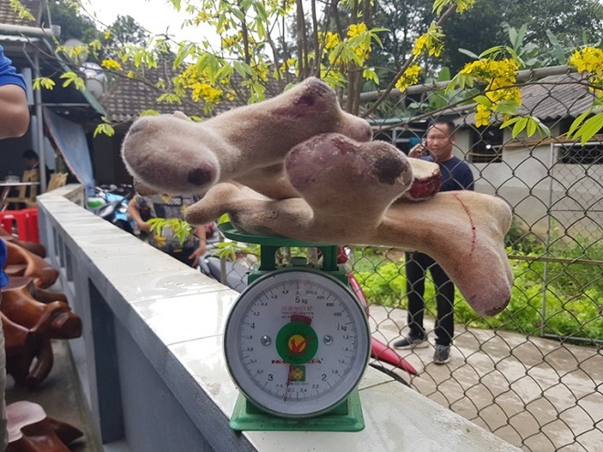 Hà Tĩnh: Khách trả 250 triệu một con hươu, chủ không bán vì lý do đặc biệt - Ảnh 2.