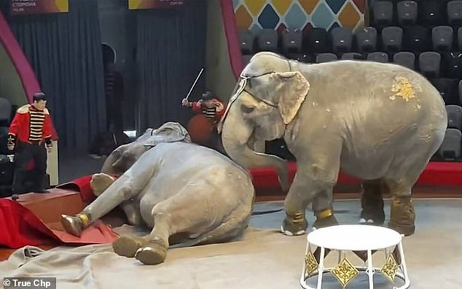 Ghen tuông với bạn diễn, voi cái bỗng "hóa điên" rượt đuổi đồng loại của mình ngay trên sân khấu khiến khán giả bỏ chạy tán loạn - Ảnh 2.