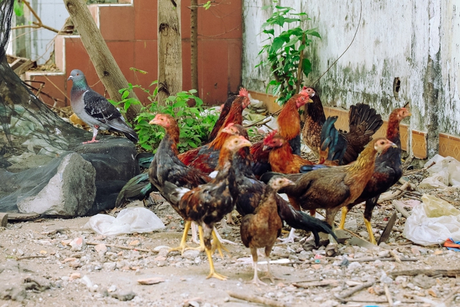 Cận cảnh hẻm Bố Già ngoài đời thực: Cuộc sống của người dân cù lao vẫn bình dị như thế, hễ có đoàn phim đến là nhiệt tình giúp đỡ! - Ảnh 9. Cận cảnh hẻm Bố Già ngoài đời thực: Cuộc sống của người dân cù lao vẫn bình dị như thế, hễ có đoàn phim đến là nhiệt tình giúp đỡ! - Ảnh 9.