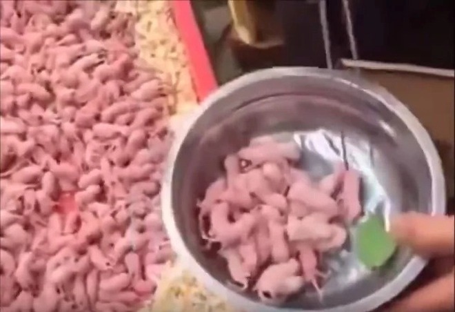 Thanh niên đăng clip bảo "thành phố làm gì có món này", dân mạng đồng loạt ném đá vì cho rằng ăn như vậy là quá tàn nhẫn - Ảnh 3.