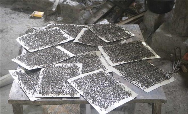 Mắc m&agrave;n ăn cơm để trốn ruồi b&ugrave;ng ph&aacute;t từ b&atilde;i r&aacute;c - Ảnh 1.