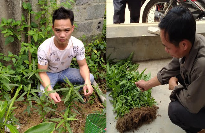 Nam Định: Xử lý 3 đối tượng trồng cần sa trái phép để... ngâm rượu và nuôi gà chọi - Ảnh 1.