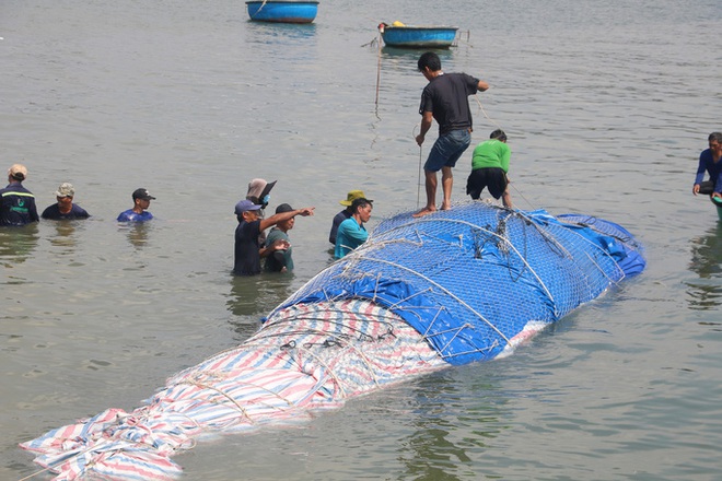 Hành trình đưa cá voi nặng gần 10 tấn vào bờ an táng - Ảnh 2.