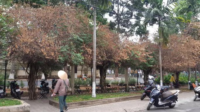 Gi&agrave;n hoa giấy tuyệt đẹp bị cưa hạ: Y&ecirc;u cầu c&ocirc;ng an điều tra - Ảnh 5.
