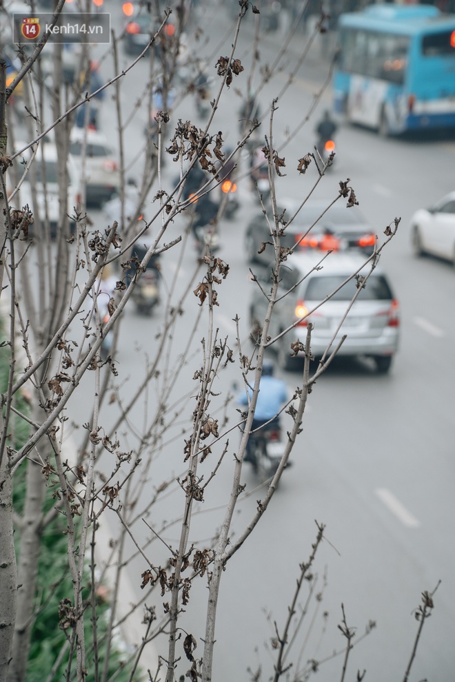 Hàng phong lá đỏ ở Hà Nội: Từ kỳ vọng "Châu Âu giữa lòng Thủ đô" đến "những cành củi khô" sắp bị thay thế - Ảnh 6.