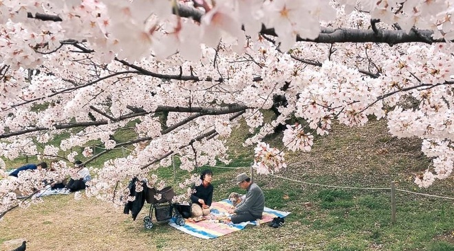 Có một mùa hoa anh đào Nhật Bản đẹp đến tan chảy qua ống kính của du học sinh người Việt: Một khi đã xem thì chẳng thể rời mắt được - Ảnh 9.