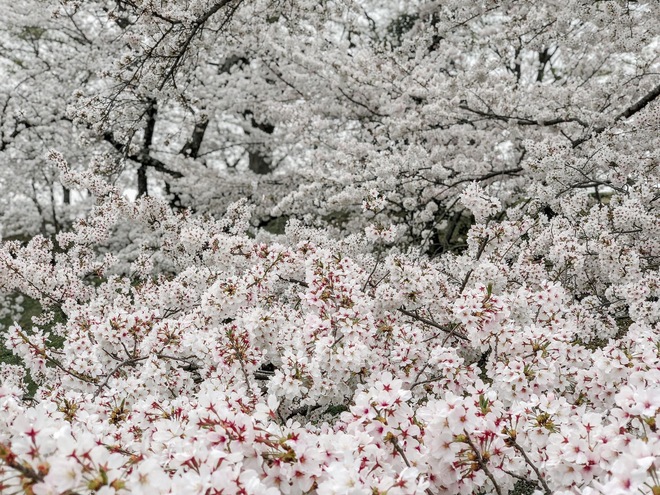Có một mùa hoa anh đào Nhật Bản đẹp đến tan chảy qua ống kính của du học sinh người Việt: Một khi đã xem thì chẳng thể rời mắt được - Ảnh 3.