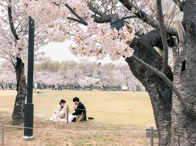 Có một mùa hoa anh đào Nhật Bản đẹp đến tan chảy qua ống kính của du học sinh người Việt: Một khi đã xem thì chẳng thể rời mắt được - Ảnh 8.