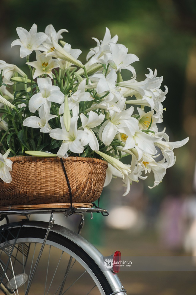 Hà Nội những ngày tháng 4, đi đâu cũng thấy bóng dáng loài hoa mỏng manh, tinh khôi và trong veo - Ảnh 1.