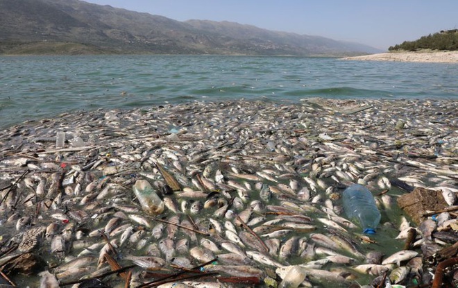 Hàng tấn cá chết nổi trắng trên hồ bị ô nhiễm ở Lebanon - Ảnh 1.