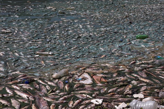 Hàng tấn cá chết nổi trắng trên hồ bị ô nhiễm ở Lebanon - Ảnh 2.