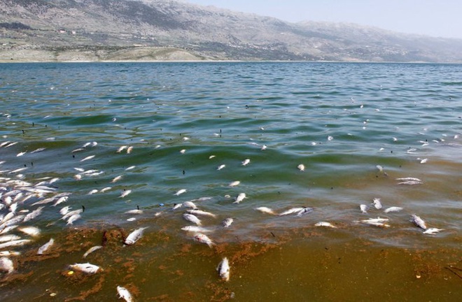 Hàng tấn cá chết nổi trắng trên hồ bị ô nhiễm ở Lebanon - Ảnh 4.