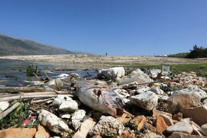 Hàng tấn cá chết nổi trắng trên hồ bị ô nhiễm ở Lebanon - Ảnh 7.