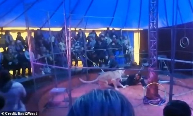 Nghệ sĩ xiếc thú bị sư tử tấn công ngay trên sân khấu - Ảnh 2.