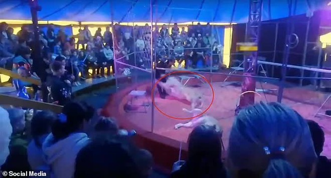 Nghệ sĩ xiếc thú bị sư tử tấn công ngay trên sân khấu - Ảnh 3.