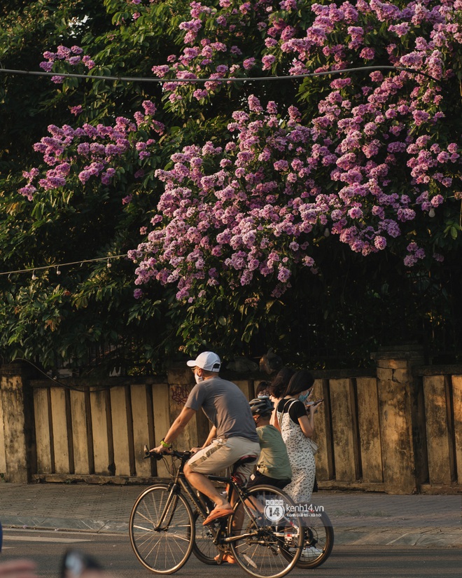 Hà Nội tháng 6 chói chang: Dù đang giữa mùa dịch vẫn đẹp nên thơ với những sắc hoa - Ảnh 1.