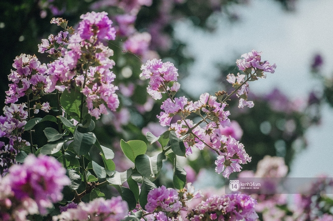 Hà Nội tháng 6 chói chang: Dù đang giữa mùa dịch vẫn đẹp nên thơ với những sắc hoa - Ảnh 4.
