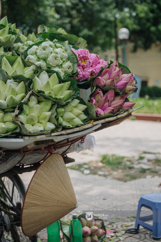 Hà Nội tháng 6 chói chang: Dù đang giữa mùa dịch vẫn đẹp nên thơ với những sắc hoa - Ảnh 3.