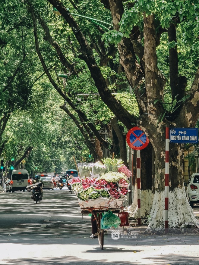 Hà Nội tháng 6 chói chang: Dù đang giữa mùa dịch vẫn đẹp nên thơ với những sắc hoa - Ảnh 3.