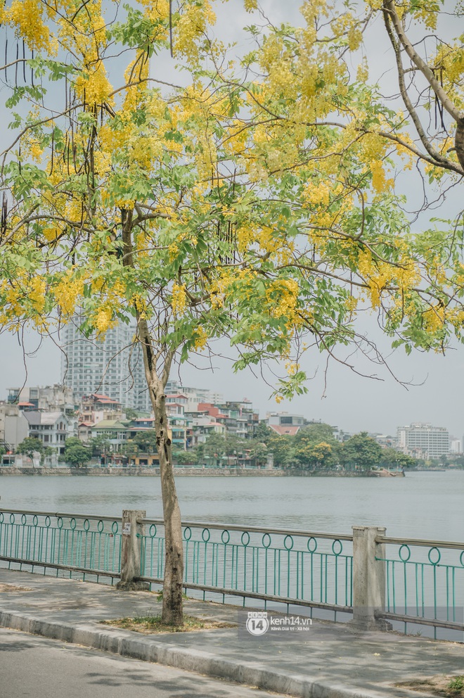 Hà Nội tháng 6 chói chang: Dù đang giữa mùa dịch vẫn đẹp nên thơ với những sắc hoa - Ảnh 1.