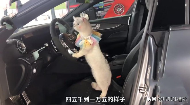 Chú mèo chuyên nằm nóc xe hơi chỉ chơi với ngủ nhận 50 triệu đồng/ buổi giúp sen đổi đời - Ảnh 2. Chú mèo chuyên nằm nóc xe hơi chỉ chơi với ngủ nhận 50 triệu đồng/ buổi giúp sen đổi đời - Ảnh 2.