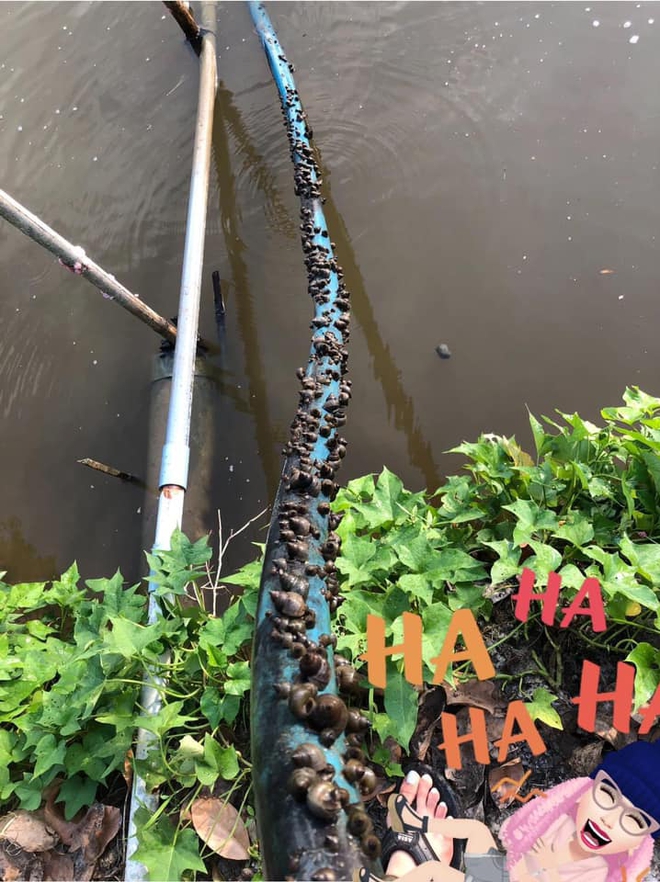 Cô nàng khiến dân mạng rùng mình vì cách “thu hoạch” ốc ở quê nhà, nhưng ai cũng thay đổi sắc thái 180 độ khi thấy kết quả cuối cùng - Ảnh 2. Cô nàng khiến dân mạng rùng mình vì cách “thu hoạch” ốc ở quê nhà, nhưng ai cũng thay đổi sắc thái 180 độ khi thấy kết quả cuối cùng - Ảnh 2.