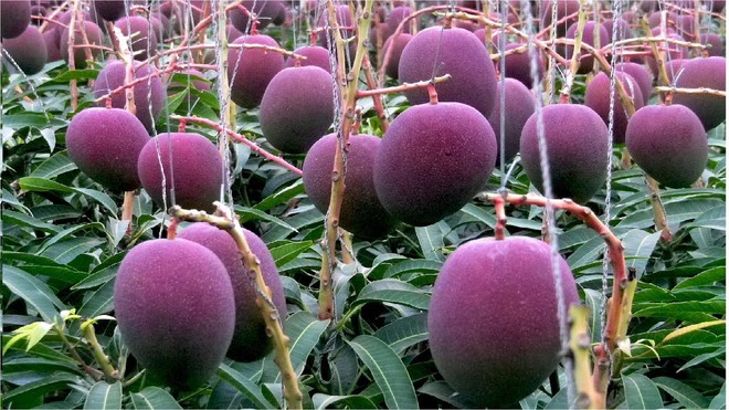 Thuê hẳn 4 vệ sĩ và 6 chú chó để trông 2 cây xoài: Tưởng chiêu trò câu view nhưng nghe giá loại xoài này mới bất ngờ - Ảnh 3. Thuê hẳn 4 vệ sĩ và 6 chú chó để trông 2 cây xoài: Tưởng chiêu trò câu view nhưng nghe giá loại xoài này mới bất ngờ - Ảnh 3.
