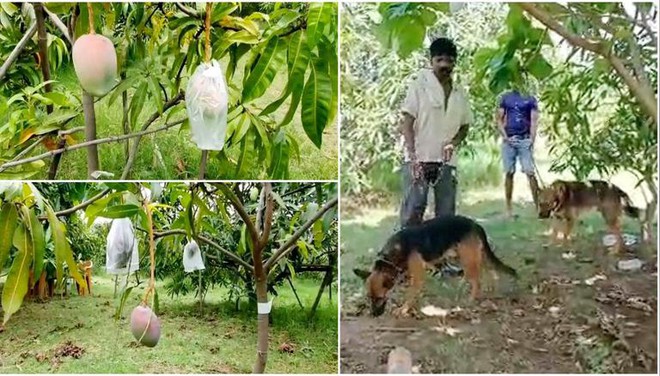 Thuê hẳn 4 vệ sĩ và 6 chú chó để trông 2 cây xoài: Tưởng chiêu trò câu view nhưng nghe giá loại xoài này mới bất ngờ - Ảnh 2. Thuê hẳn 4 vệ sĩ và 6 chú chó để trông 2 cây xoài: Tưởng chiêu trò câu view nhưng nghe giá loại xoài này mới bất ngờ - Ảnh 2.