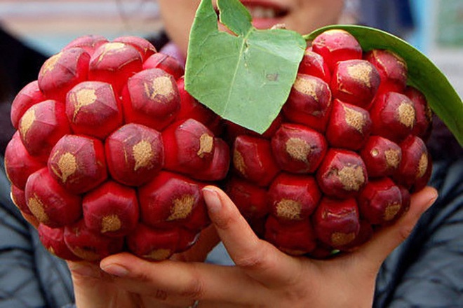 Hoá ra &quot;trái ác quỷ&quot; mà bao người nhắc cũng có ở Việt Nam, giá vô cùng cao vì công dụng đặc biệt? - Ảnh 2.