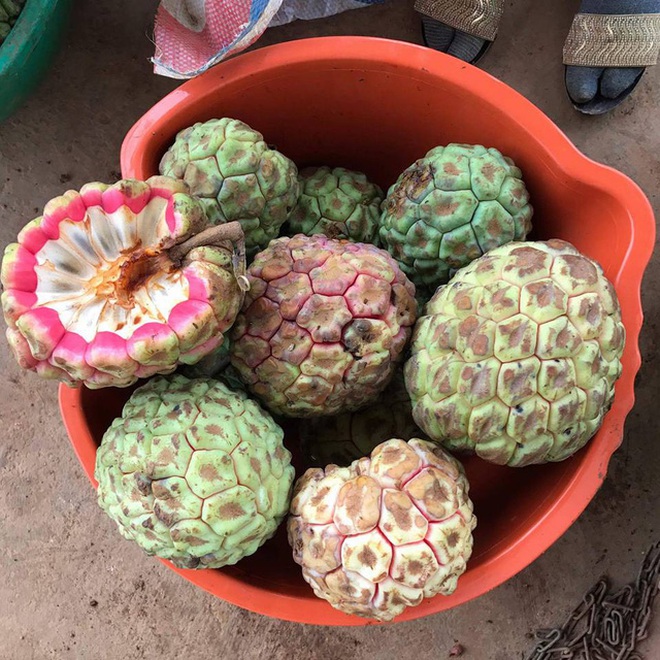 Hoá ra &quot;trái ác quỷ&quot; mà bao người nhắc cũng có ở Việt Nam, giá vô cùng cao vì công dụng đặc biệt? - Ảnh 2.