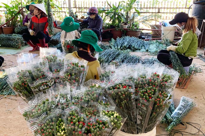 H&agrave;ng chục triệu c&agrave;nh hoa Tết Đoan ngọ ở Đ&agrave; Lạt tắc đầu ra - Ảnh 1.