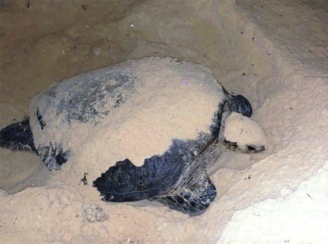 Rùa quý hiếm bò lên bãi biển Bình Định đẻ trứng - Ảnh 1.