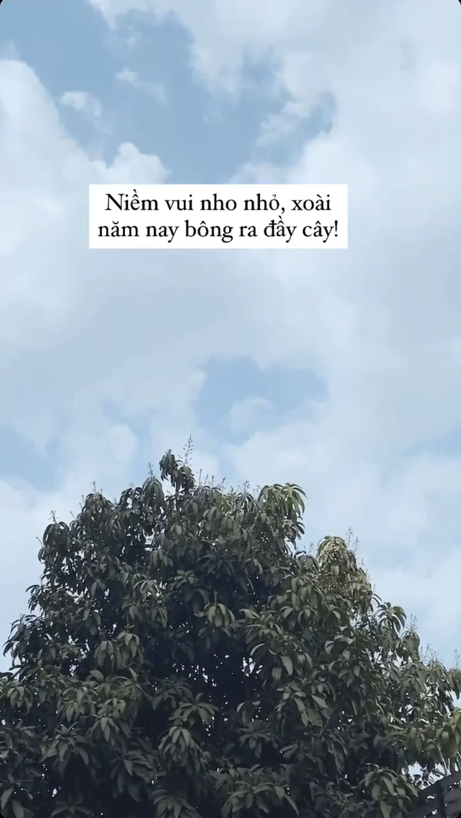 "Đột nhập" vườn cây trái trĩu cành trong biệt thự triệu đô nhà Hà Tăng, chỉ xem ảnh thôi mà ai cũng muốn… thu hoạch hộ gia chủ! - Ảnh 3.