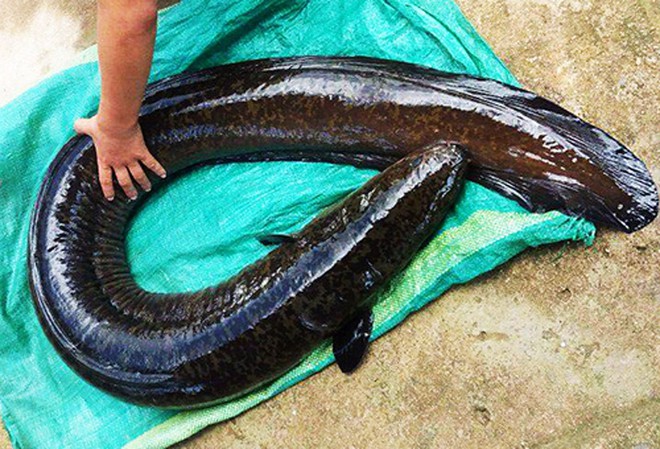 Việt Nam có thứ đặc sản tiền triệu được coi như linh dược, nhiều người nước ngoài cũng phải săn lùng - Ảnh 2. Việt Nam có thứ đặc sản tiền triệu được coi như linh dược, nhiều người nước ngoài cũng phải săn lùng - Ảnh 2.