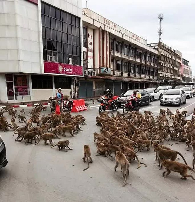 Thái Lan: Tài xế sốc trước hàng trăm con khỉ ẩu đả giữa đường  - Ảnh 1.