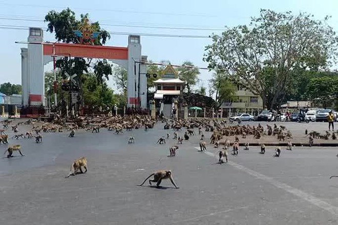 Thái Lan: Tài xế sốc trước hàng trăm con khỉ ẩu đả giữa đường  - Ảnh 4.