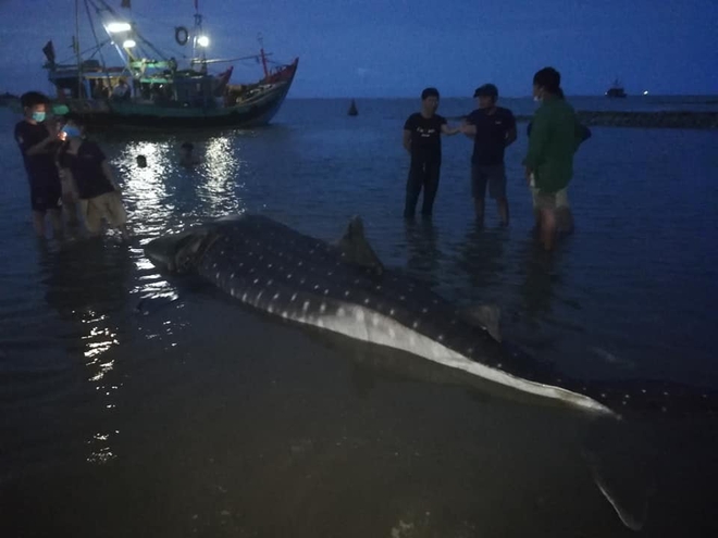 Người dân Nghệ An thắp hương, đào mộ chôn con cá mập nặng hơn 1 tấn trôi dạt vào bờ biển - Ảnh 1.