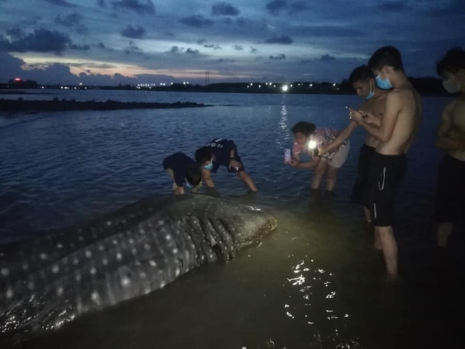 Người d&acirc;n Nghệ An thắp hương, đ&agrave;o mộ ch&ocirc;n con c&aacute; mập nặng hơn 1 tấn tr&ocirc;i dạt v&agrave;o bờ biển - Ảnh 4.