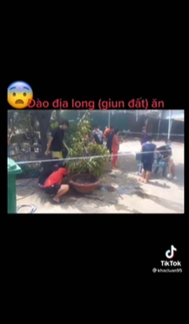 Cảnh tượng phản cảm: Netizen Việt đua nhau đăng tải clip nuốt địa long tươi chữa bệnh - Ảnh 2. Cảnh tượng phản cảm: Netizen Việt đua nhau đăng tải clip nuốt địa long tươi chữa bệnh - Ảnh 2.