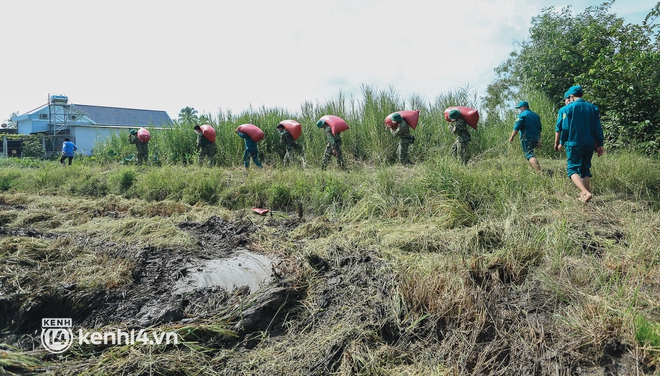 Quân đội lội ruộng thu hoạch lúa giúp nông dân ở TP.HCM  - Ảnh 14.