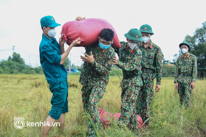 Quân đội lội ruộng thu hoạch lúa giúp nông dân ở TP.HCM  - Ảnh 13.