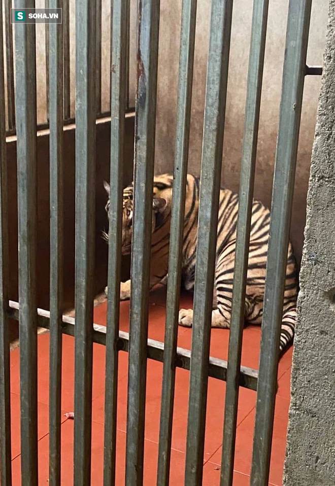 Video: Cận cảnh chuồng trại nuôi nhốt 17 con hổ lớn vừa bị công an triệt phá - Ảnh 4.