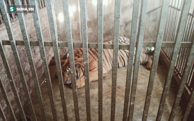 Video: Cận cảnh chuồng trại nuôi nhốt 17 con hổ lớn vừa bị công an triệt phá - Ảnh 5.