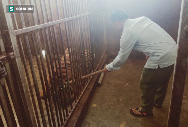 Video: Cận cảnh chuồng trại nuôi nhốt 17 con hổ lớn vừa bị công an triệt phá - Ảnh 7.