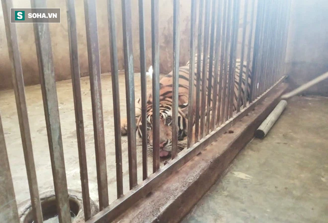 Video: Cận cảnh chuồng trại nuôi nhốt 17 con hổ lớn vừa bị công an triệt phá - Ảnh 8.