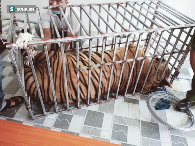Video: Cận cảnh chuồng trại nuôi nhốt 17 con hổ lớn vừa bị công an triệt phá - Ảnh 9.